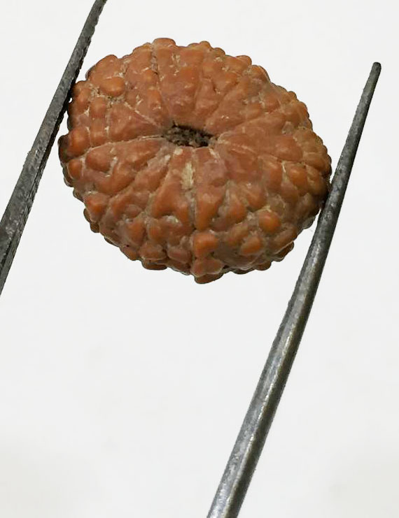 11 Mukhi Indonesia Certified Rudraksha -size - 15 mm